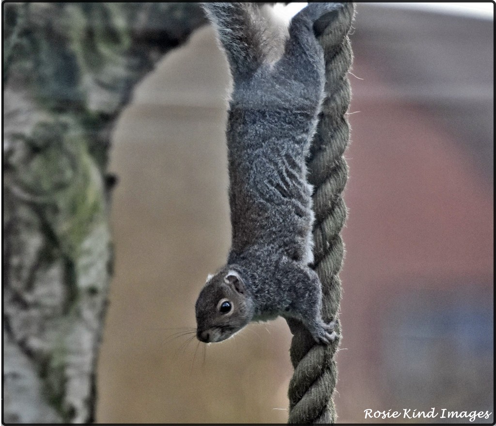 Squizzer climbing the ropes by rosiekind