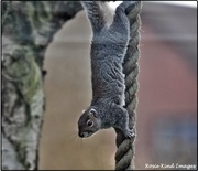 22nd Feb 2020 - Squizzer climbing the ropes