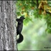 Black squirrel by rosiekind