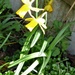 A few little daffodils ... by beryl
