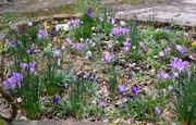 22nd Feb 2020 - Purple Crocus Flowers