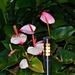 Anthurium Elegance....White/Pink Variety ~   by happysnaps