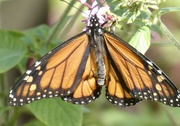 22nd Feb 2020 - Monarch butterfly
