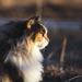 golden hour calico by aecasey