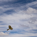 Flying Harrier for New Sky by jgpittenger
