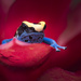 Poison Dart Frog by jgpittenger