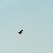 22nd Feb 2020 - red-tailed hawk