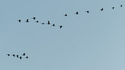 22nd Feb 2020 - geese skein