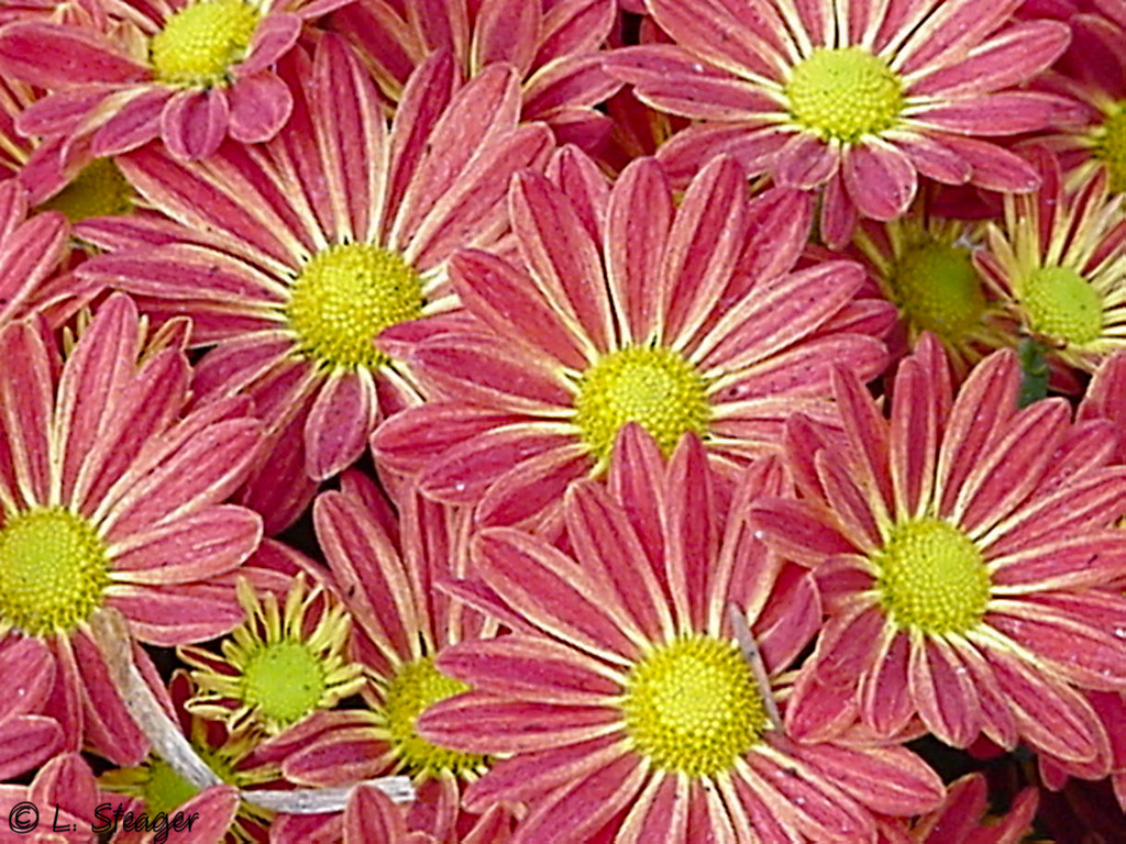 Red-Yellow Mums by larrysphotos