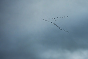 23rd Feb 2020 - Geese Fly-By