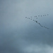 Geese Fly-By by nickspicsnz