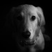 Light and Dark Puppy by tina_mac