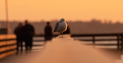 22nd Feb 2020 - Seagull Walking the Rail!