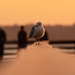 Seagull Walking the Rail! by rickster549