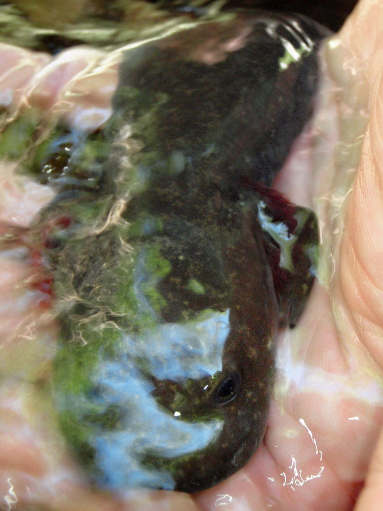 Pacific Giant Salamander by teriyakih