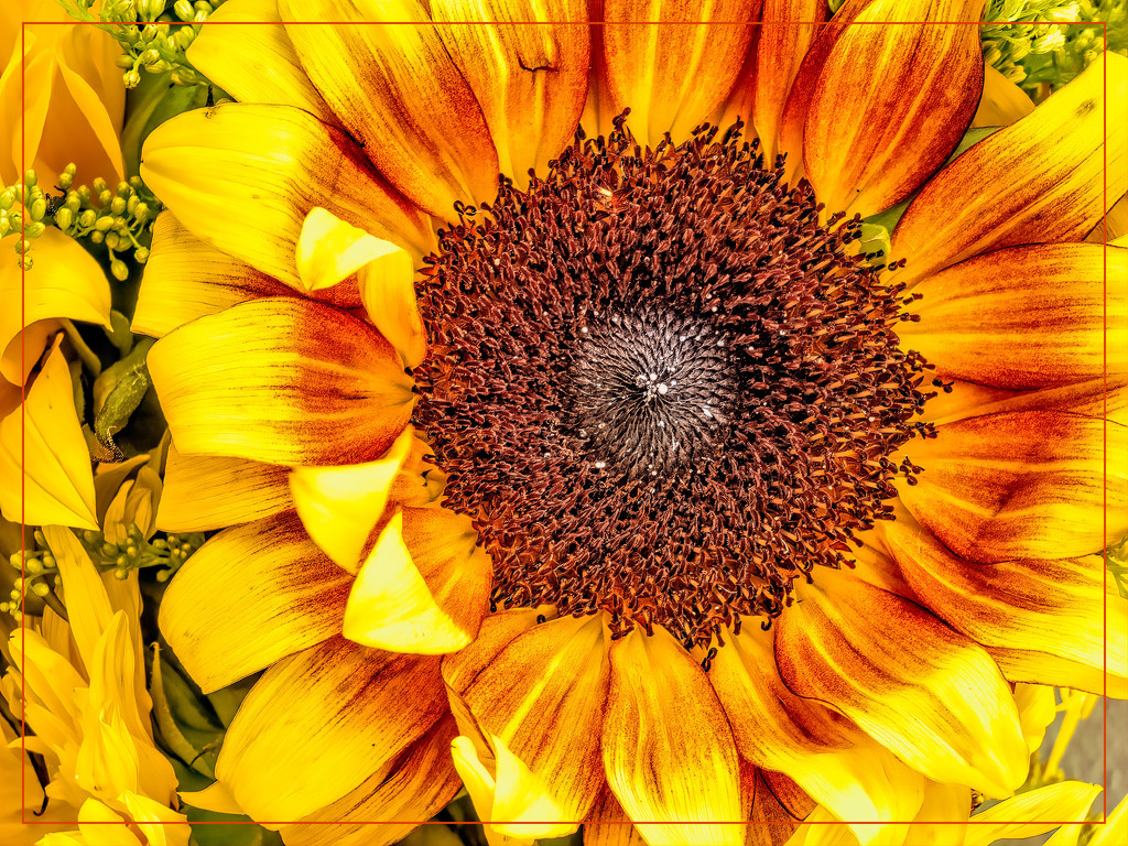 Sunflower by ludwigsdiana
