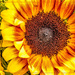 Sunflower by ludwigsdiana
