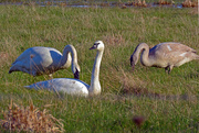 14th Feb 2020 - Trumpeter Swans passing through
