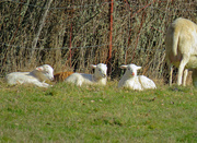 20th Feb 2020 - Spring lambs