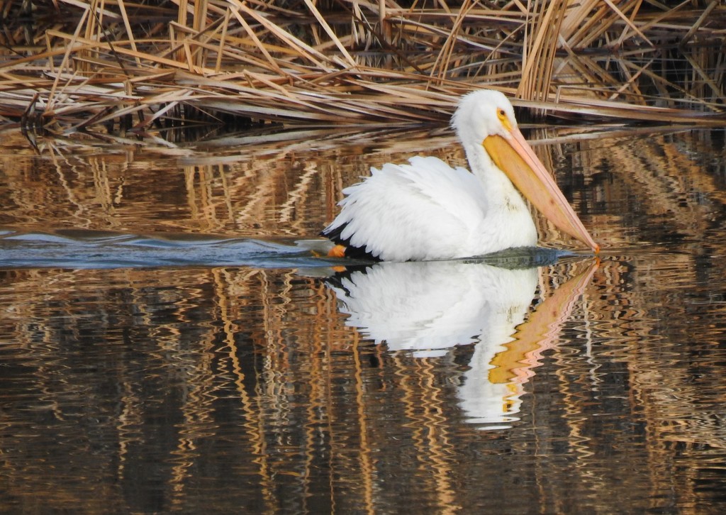 Pelican in New Mexico! by janeandcharlie