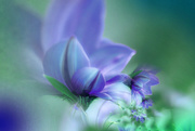 23rd Feb 2020 - Flowers in violet..........