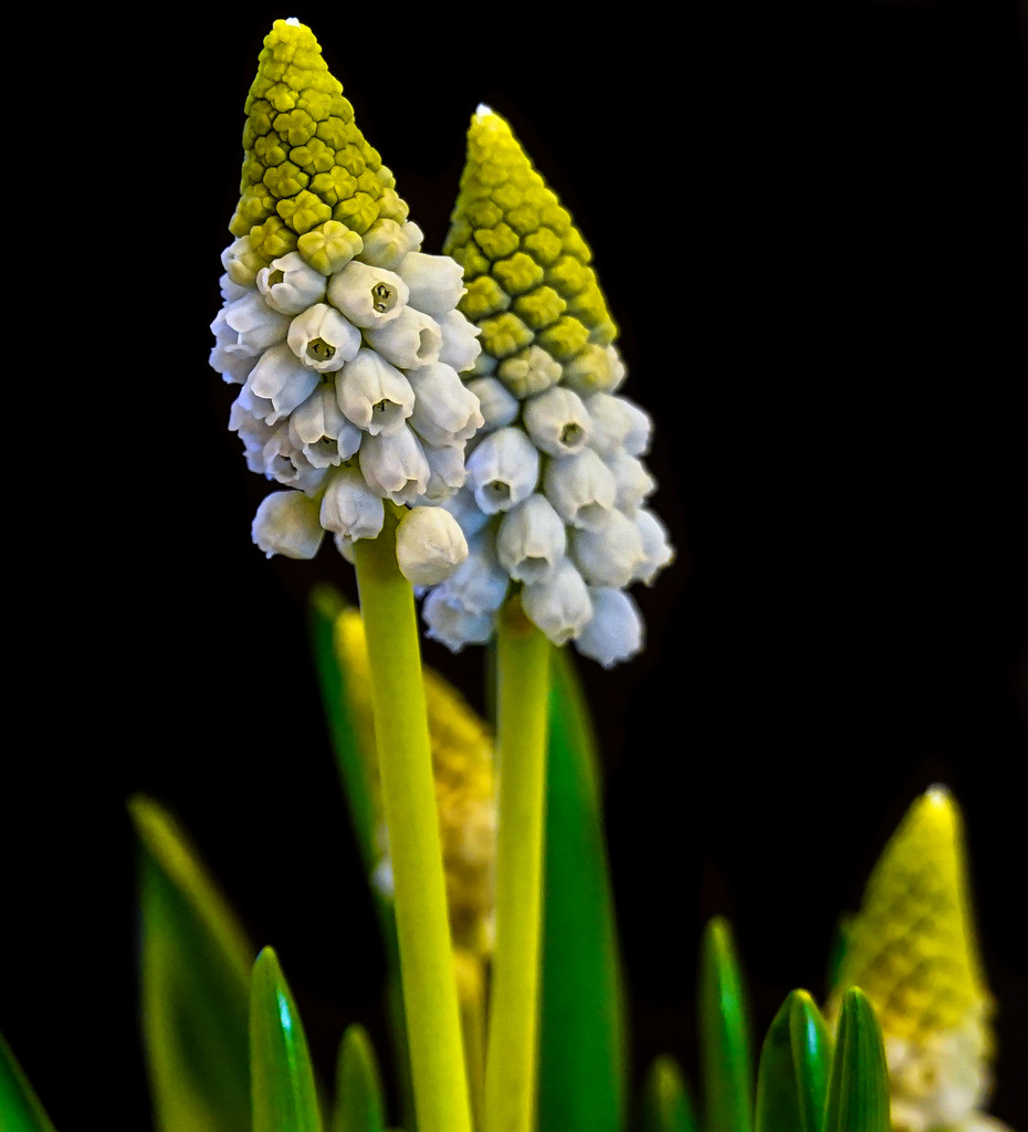 Muscari flowers. by tonygig
