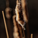 cattail by rminer