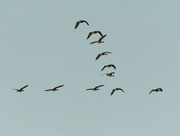 23rd Feb 2020 - geese