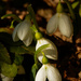 snowdrops by rminer