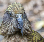 29th Sep 2019 - That is a sharp beak - from experience :)