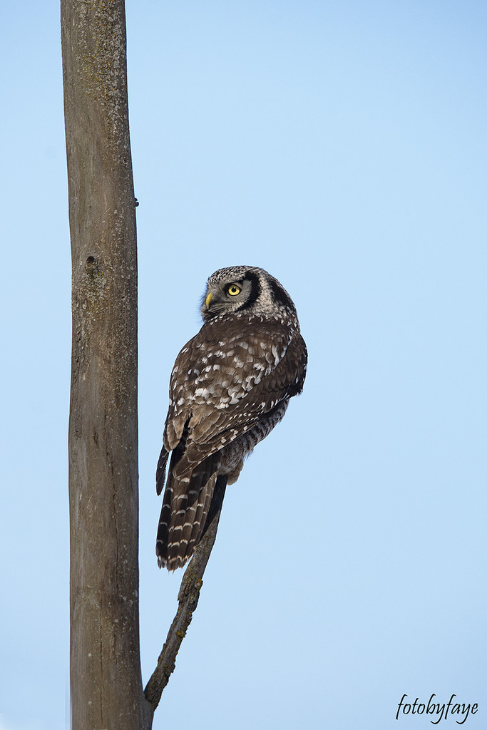 Northern Hawk Owl ... still here! by fayefaye