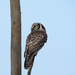 Northern Hawk Owl ... still here! by fayefaye