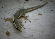 24th Feb 2020 - Little gecko
