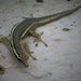 Little gecko by sdutoit