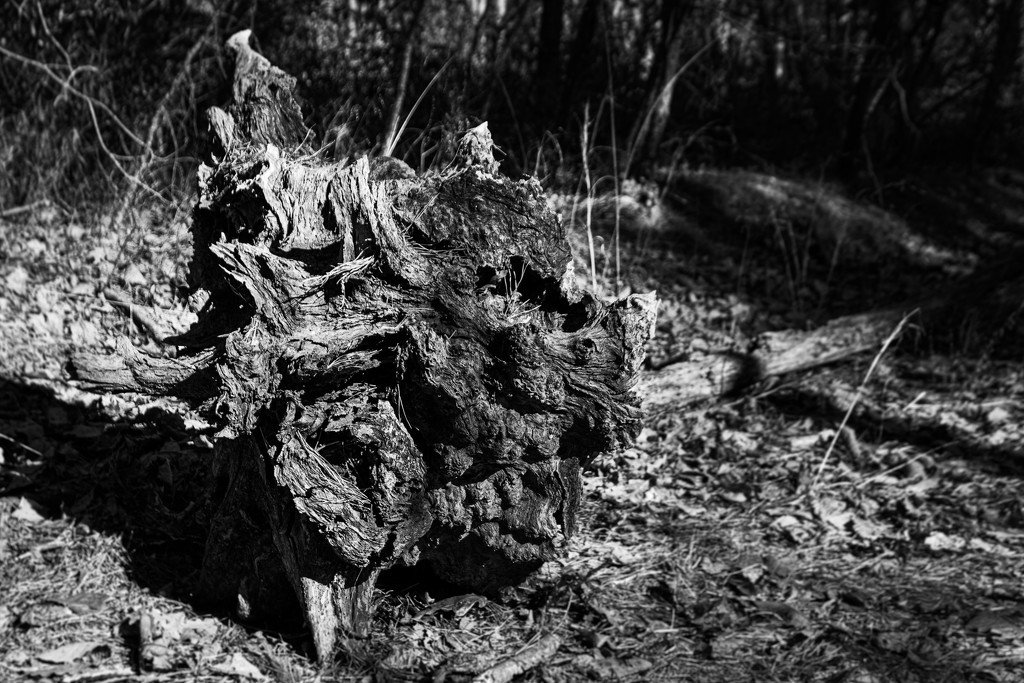Uprooted by swchappell
