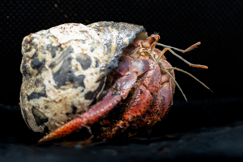 Hermit Crab by nicoleweg
