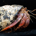 Hermit Crab by nicoleweg
