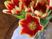 22nd Feb 2020 - Tulip Time