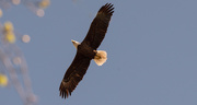 23rd Feb 2020 - Bald Eagle on the Rise!