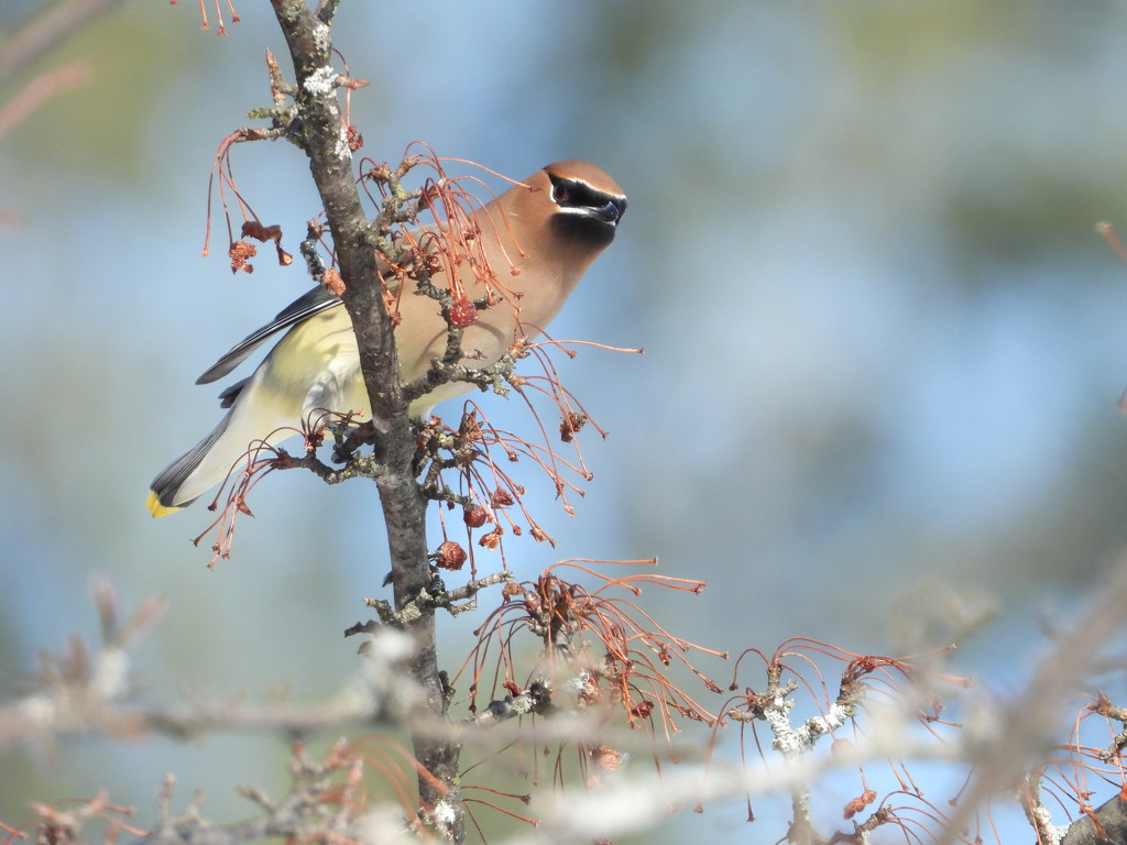 Watching Waxwing by amyk