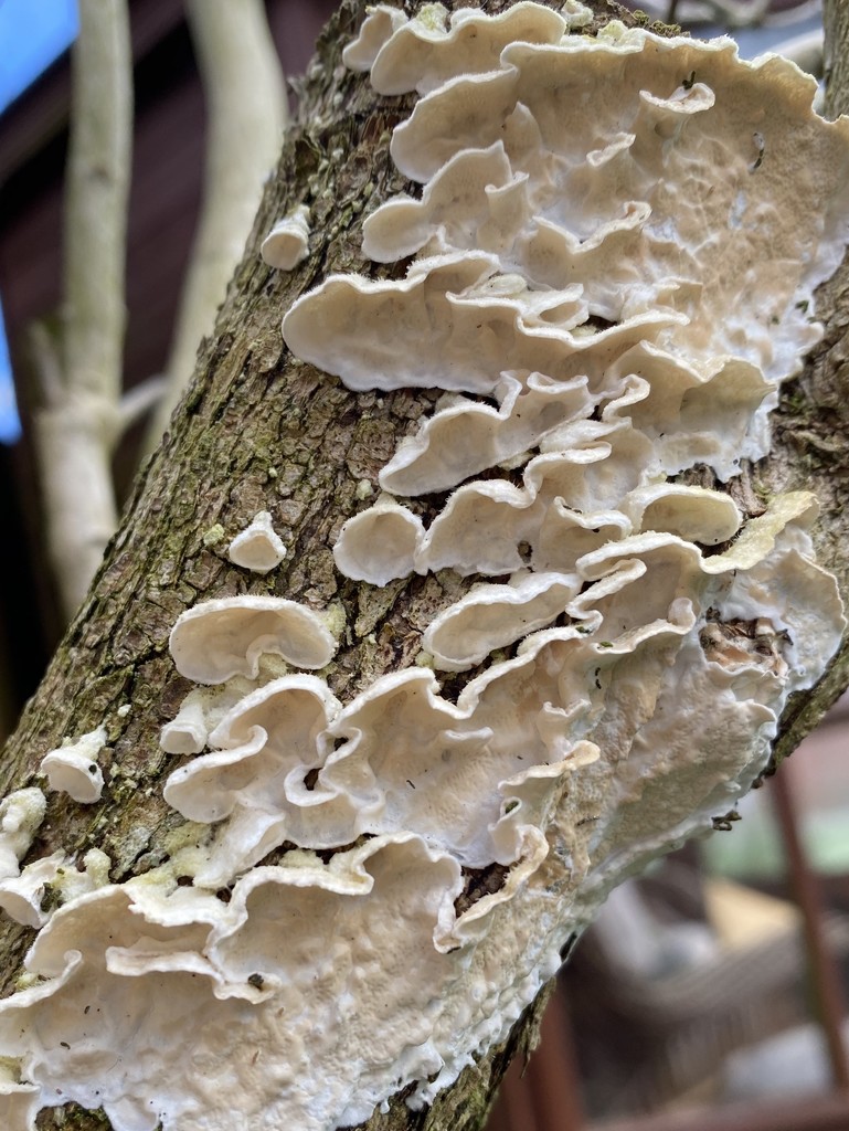 Fungus/lichen? by tinley23