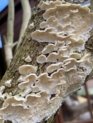 22nd Feb 2020 - Fungus/lichen?