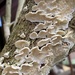 Fungus/lichen? by tinley23