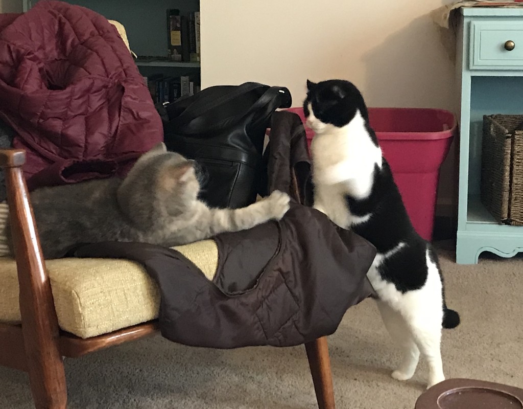Cat Battle  by gratitudeyear