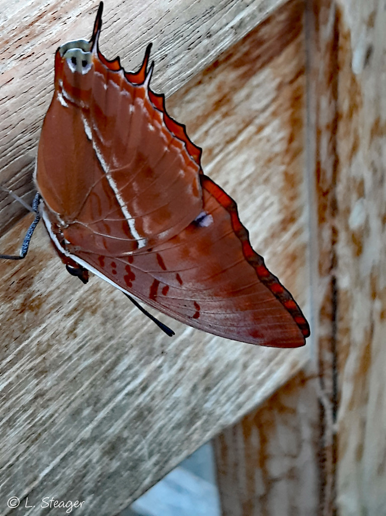 Silver-striped Charaxes by larrysphotos