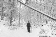 24th Feb 2020 - High Key Snow Day ... Timber!