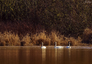 24th Feb 2020 - Three Tundra Swans A Swimming