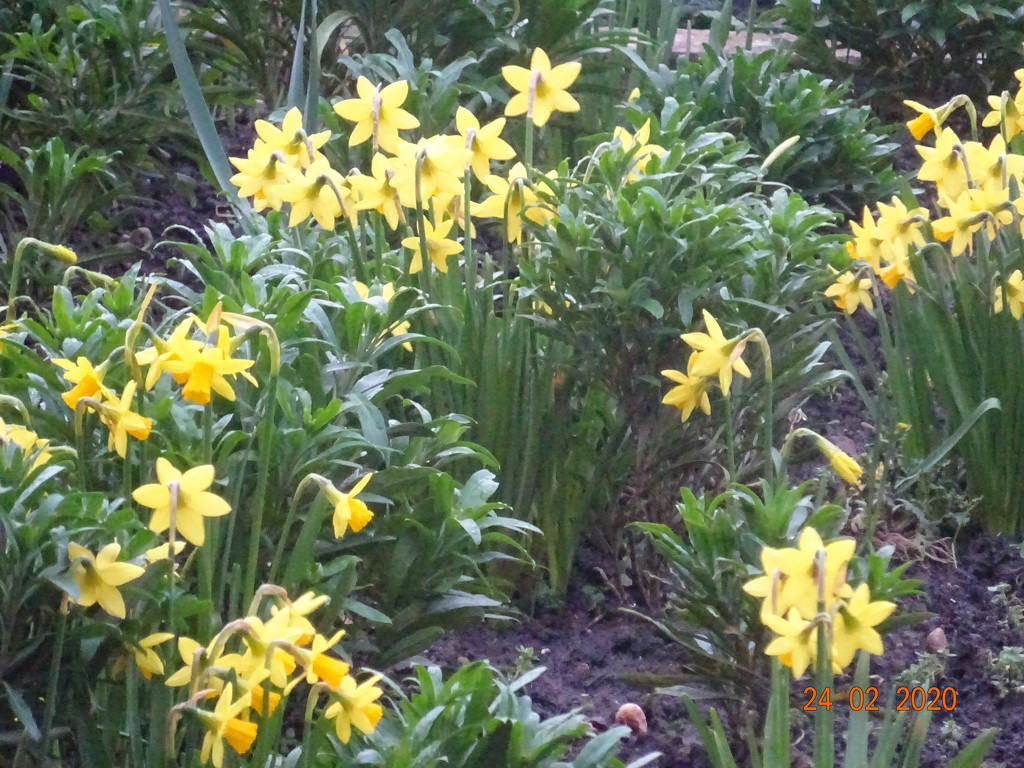 Daffodil by arthurclark