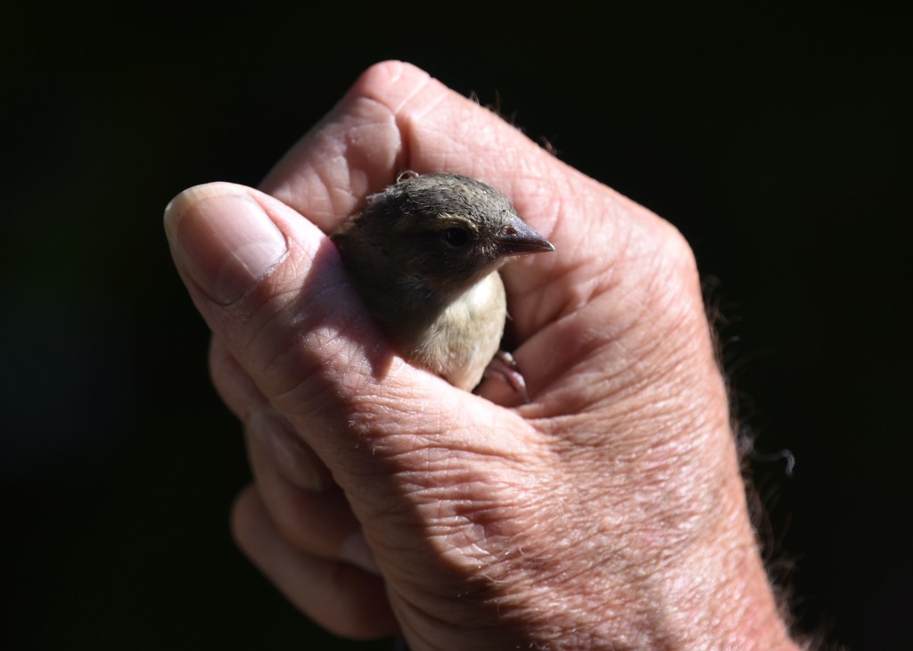 A bird in the hand by rosiekind