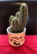 23rd Feb 2020 -  A Prickly Gift 